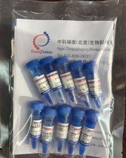 2×Tricine多肽上樣緩沖液（變性，還原，含溴酚藍(lán)）